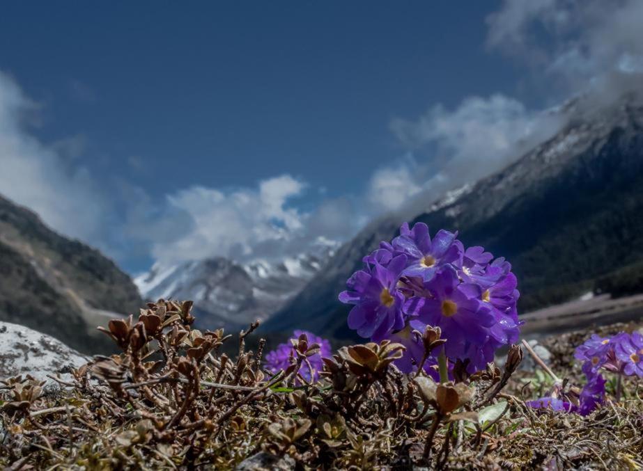 Snow White Retreat Hotel And Restaurant Gangtok Buitenkant foto
